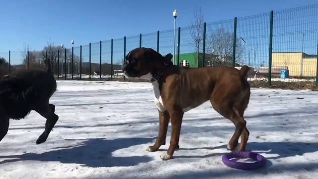 Black Russian Terrier vs Boxer dog/Чёрный Русский Терьер и Немецкий боксёр смотреть онлайн