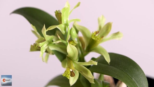 Dendrobium Delacourii Orchid Blooms