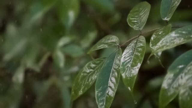 Soothing Bible Stories - Relaxing Spring Rain for a Peaceful Night's Sleep смотреть онлайн