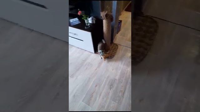 на прогулку ? Красноярский край выпускники питомника чихуахуа Кастропуло Крым ☺️