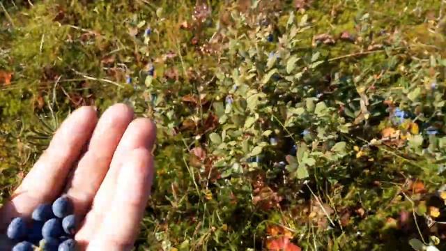 голубика смотреть онлайн