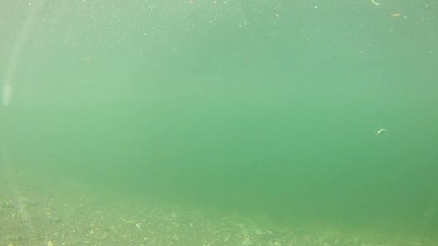 Игра приманки под водой. Yo-Zuri L-Minnow 44 смотреть онлайн