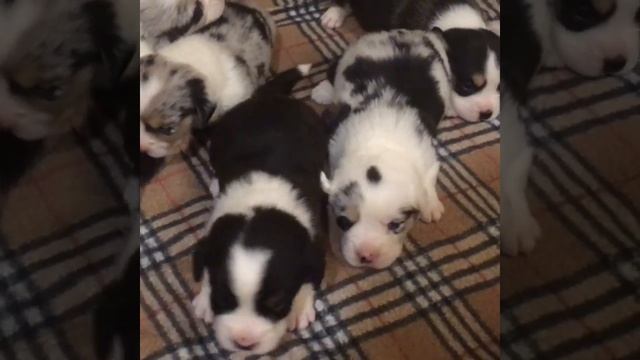 ЩЕНКИ ВЕЛЬШ-КОРГИ - КАРДИГАН смотреть онлайн