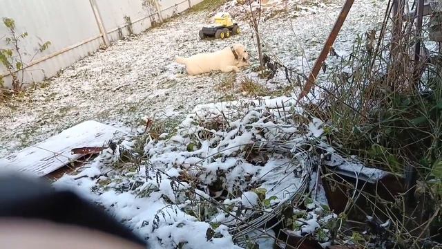 Как мы играли в прятки с моей собакой!🐕 смотреть онлайн