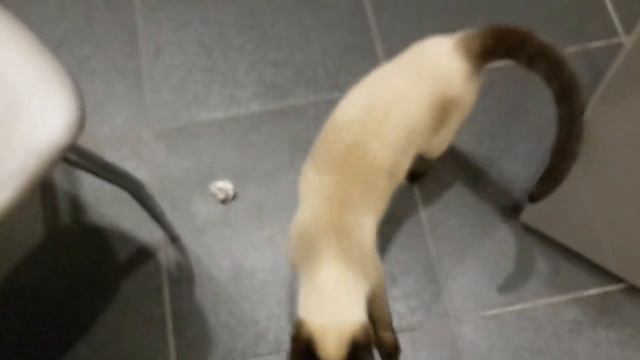 Тайские кошки. Котопед или котопёс? Кот с повадками собаки. смотреть онлайн