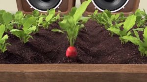 «Кролик Питер» в каждом «Хэппи Мил» в «Макдоналдс»