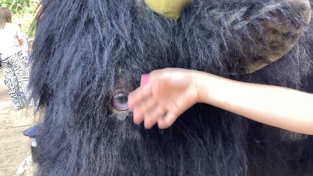 Бык смотреть онлайн