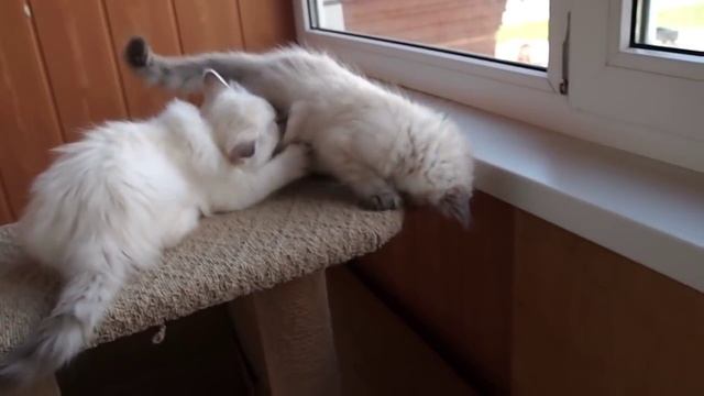 Neva masquerade Siberian kittens www.sibirushka.com Невские маскарадные сибирские котята смотреть онлайн