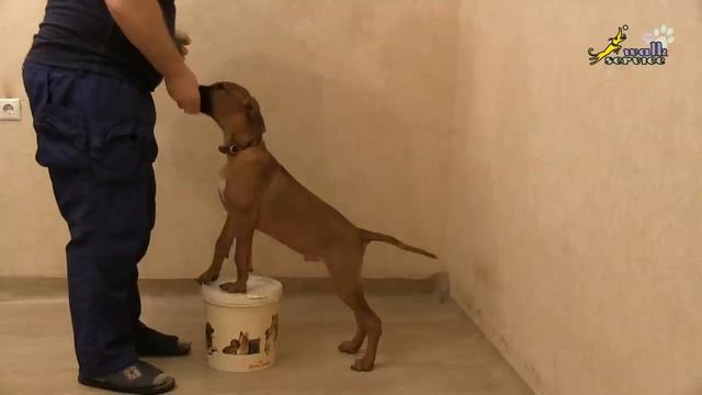 Хороший повод покормить щенка, повороты на тумбе, баланс и подводка к занятию основной позиции смотреть онлайн