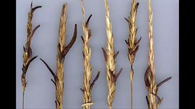 11 Кухня Дьявола Отряд 731 18+ смотреть онлайн