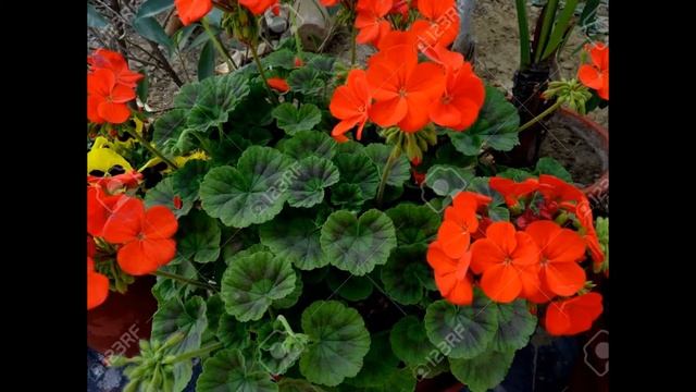 ПЕЛАРГОНИЯ  (PELARGONIUM)  сем. Гераниевые