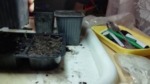 Как я выращиваю розу из семян "Крылья Ангелов". Китайская роза из семян.