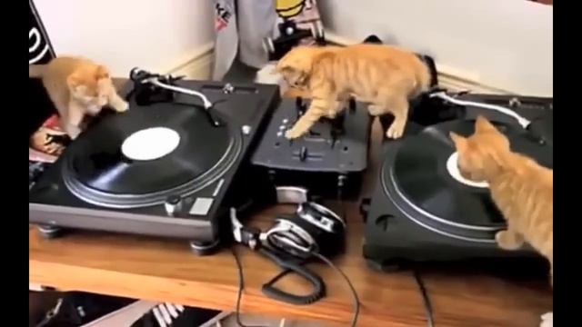 Cats смотреть онлайн