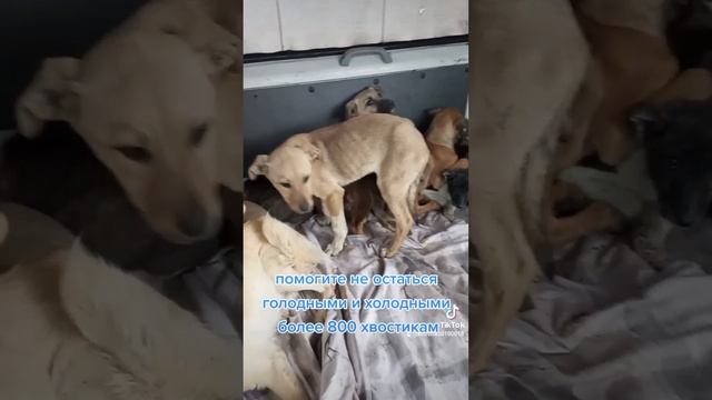 Четыре лапы Ташкент приют. И опять отловка 25.12.2022 смотреть онлайн