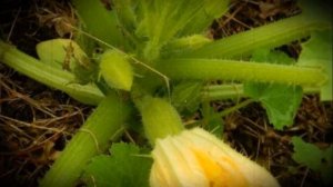 Искандер сорт скороспелых и неприхотливых кабачков