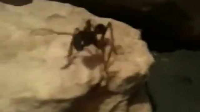 Paraponera clavata / Bullet ants смотреть онлайн