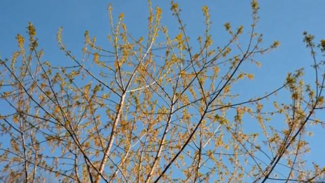 May in St Petersburg смотреть онлайн