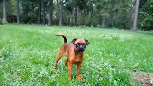 Ребята, пошли опята!!!)) смотреть онлайн
