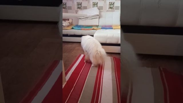 Вязка пикинессов смотреть онлайн