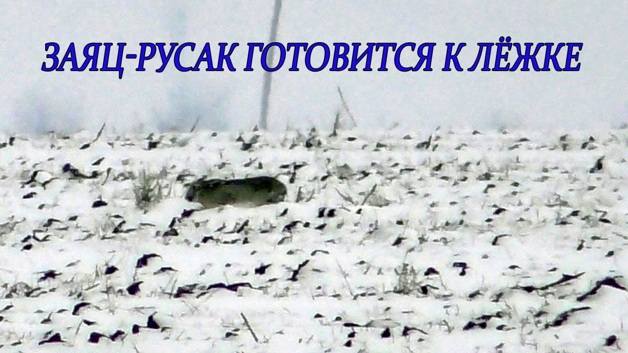 Редкие кадры! Как Заяц-Русак готовится к лежке зимой! смотреть онлайн
