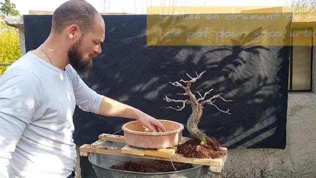 REMPOTAGE BONSAI AMANDIER (YAMADORI PRUNUS DULCIS) ? смотреть онлайн