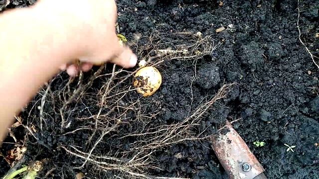 На Еду начала Копать??? КАРТОФЕЛЬ. Медведка Безжалостно ? Кушает Картошку 10 июля 2022г. смотреть онлайн