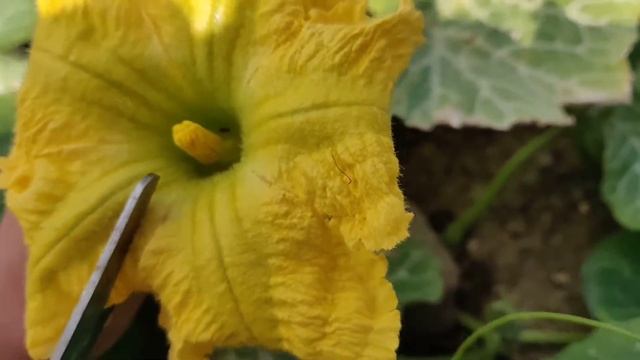 Plant Talk - Butternut Squash | How To Grow Butternut Squash
