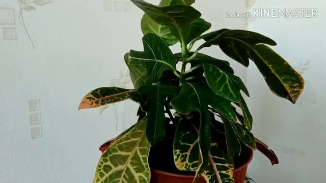 Уход за растениями. Опрыскивание с перекисью водорода. смотреть онлайн