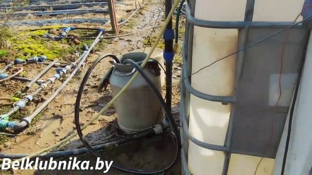 Первая обработка клубники, голубики, ежевики и жимолости. Belklubnika.by смотреть онлайн