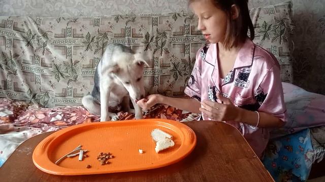 асмр еда собака смотреть онлайн