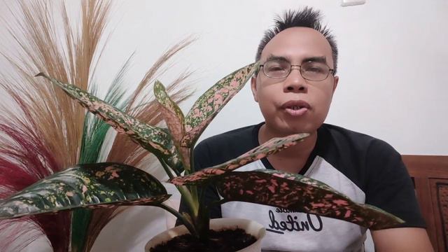 AGLAONEMA RUBY COMPACTA AND RED BORJU | MY FAVORITE IN 2024 смотреть онлайн
