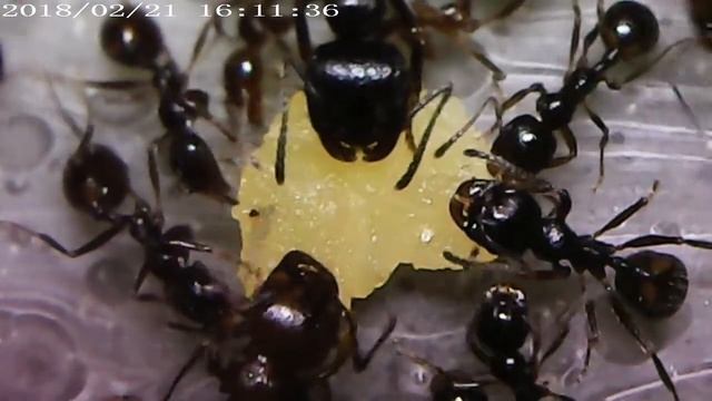 Муравьи Messor Structor поглощают желток
