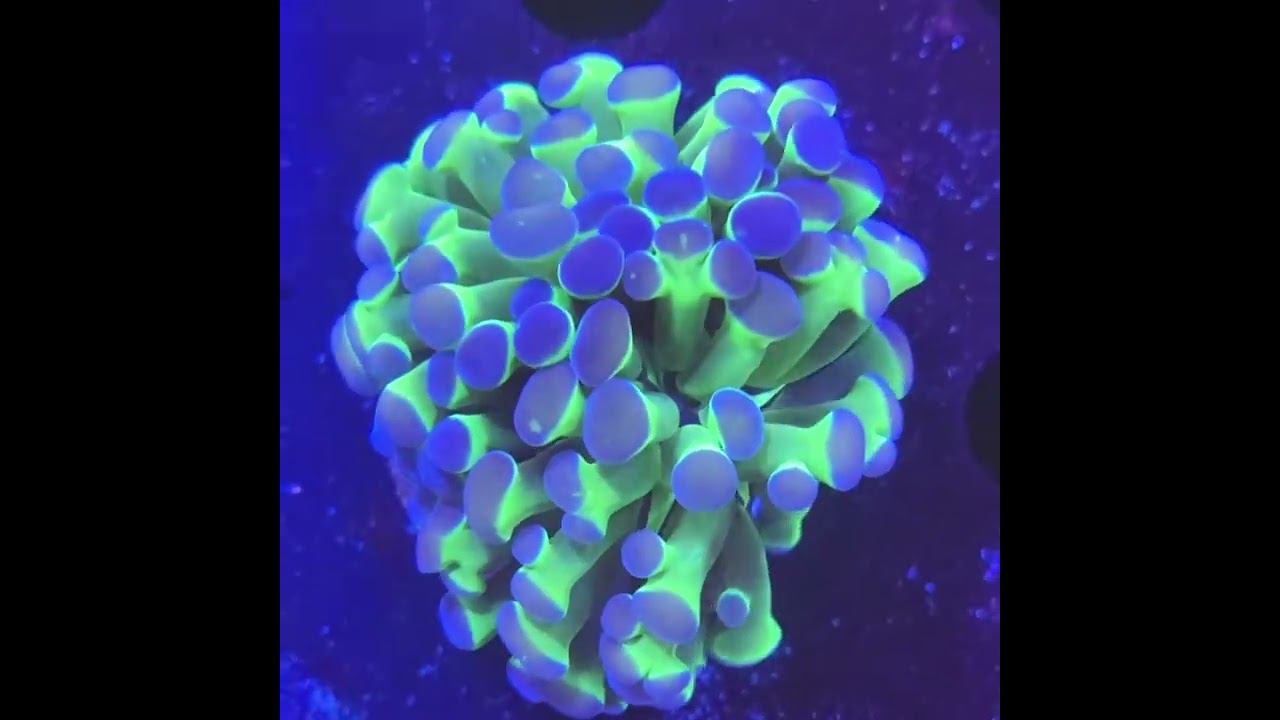 Branch Hammer смотреть онлайн