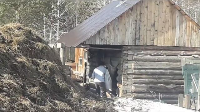 Весна! Коровки в загоне, гуляют. Мои помощники!. Наше хозяйство! смотреть онлайн
