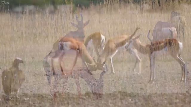 4K African Wildlife: Mudumu National Park, Africa - Scenic Wildlife Film With African Music