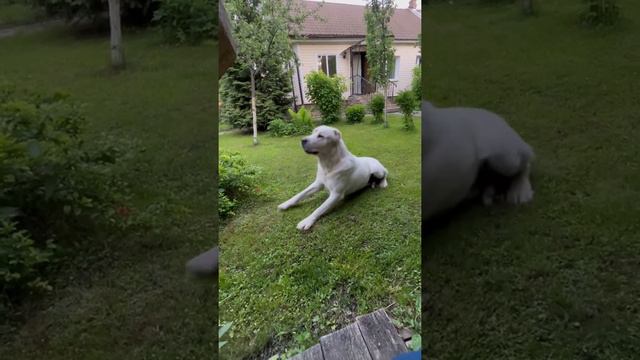 Рычит мотор смотреть онлайн