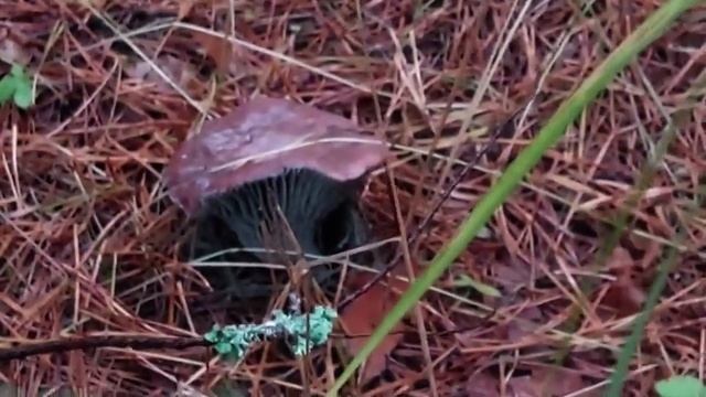 Какие грибы растут в Октябре в лесу Гусино. Мокрухи Пурпуровые. Мышата - рядовка серая земляная. смотреть онлайн