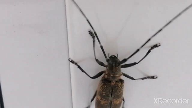 Огромный жук с очень длинными усами/ Huge beetle with very long antennae смотреть онлайн