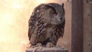 Много УГУ - сова одобряет обед
