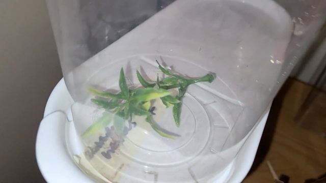 Latrodectus mactans Slings смотреть онлайн