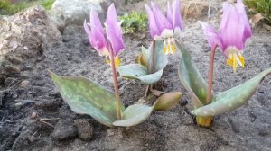 Кандык Европейский , кандык Собачий зуб , Эритрониум . Erythronium .