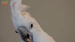 Все о попугаях какаду