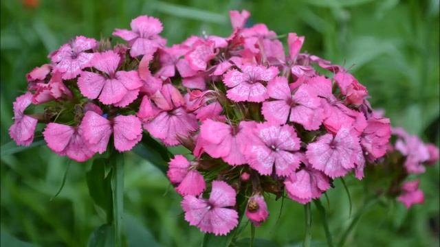 Гвоздика турецкая. Цветение гвоздики с весны и до осени