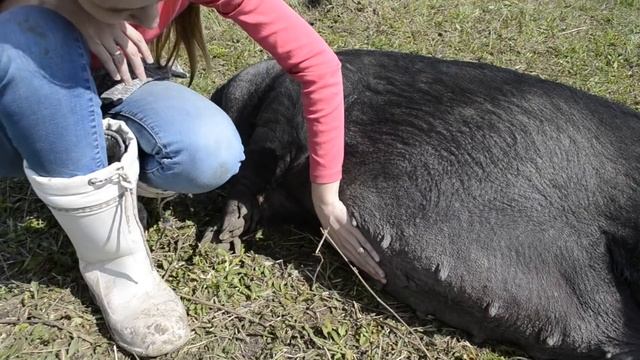Идеальная вислобрюхая свинья / вьетнамские свиньи смотреть онлайн