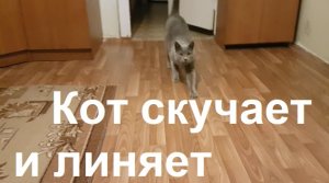 3068 Кот скучает линяет Почему выпадает шерсть метис голубой британский русский гладкошёрстный 5 лет