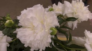 Пионы старинные французские сорта XIX - начала XX века /Выставка "Пионы северной столицы" 2018