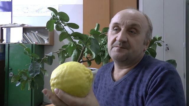 Как вырастить огромный лимон смотреть онлайн