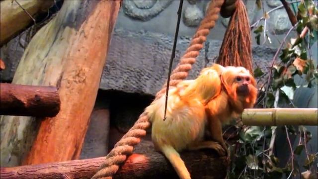 Золотистый львиный тамарин с малышом на спине.16.10.19 г. смотреть онлайн