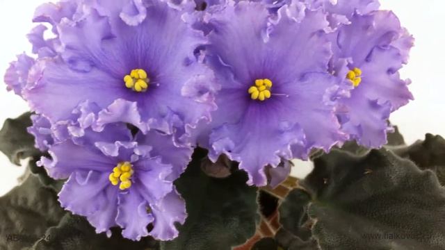 Шапка волнистых сиренево-голубых цветов на фиалке АВ-Голубой Дунай