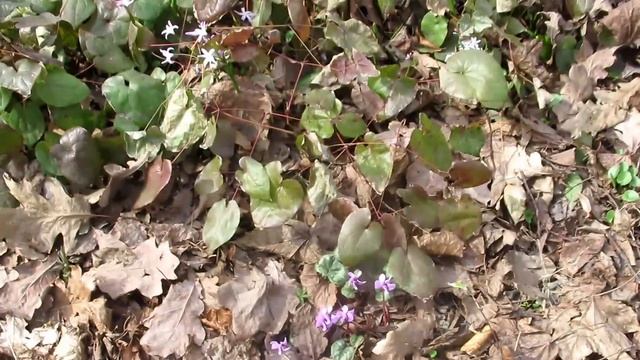 Первоцветы в Аптекарском Огороде, 14 апреля 2021 смотреть онлайн